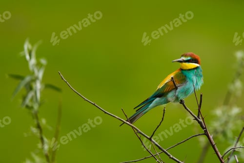 Preview: European bee-eater , Merops apiaster