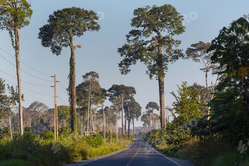 Preview: Forest in Amazonia