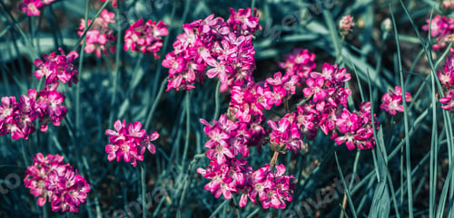 Preview: Wild field flowers. Beautiful colorful flowers photography