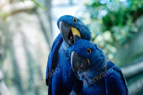 Preview: Couple of Blue Hyacinth macaw parrot in park