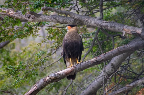 Preview: Majestic Crested caracara bird perched on a tree branch