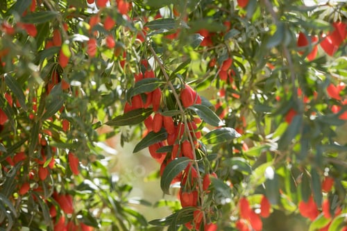 Preview: Goji berry