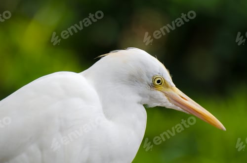 Preview: Portrait of a cattle egret. Close-up view of a cattle egret