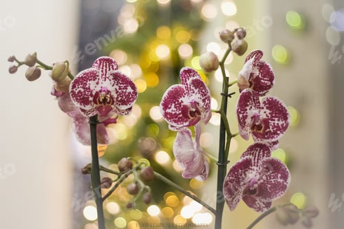 Preview: Orquídea