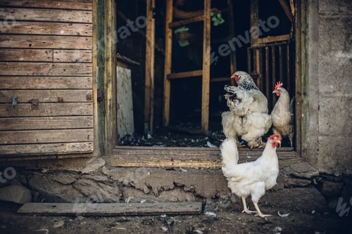 Preview: Group of free range chickens at the door frame of a barn