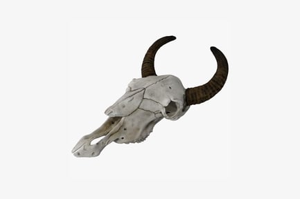 Preview: Cow skull with horns