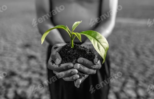 Preview: boy are stand holding seedlings are in dry land in a warming world.