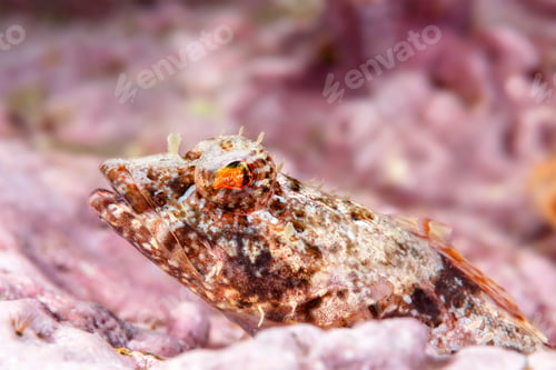 Preview: Coralline sculpin in Channel Islands Park