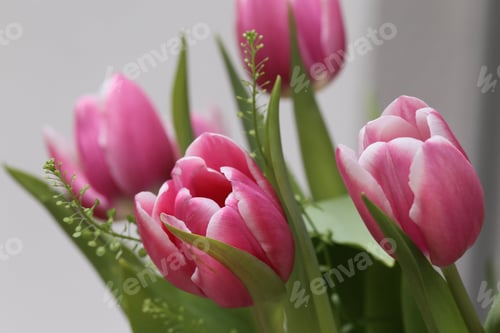 Preview: Close-up of Beautiful Pink and White Tulips