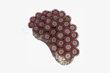 Preview: Layered circular coral structure