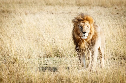 Preview: Lion in Kenya Africa With Copy Space