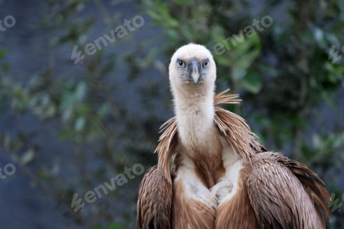 Preview: The Eurasian griffon vulture in closeup view, Gyps fulvus