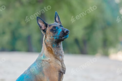 Preview: Belgian Shepherd dog playing on the beach with holi colors. Holi festival. Dog holi photo. Malinois