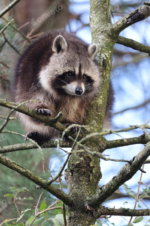 Preview: Raccoon (Procyon lotor) close up view