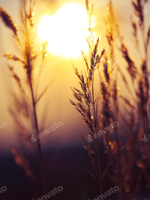 Preview: Winter Plant Silhouette at sunset
