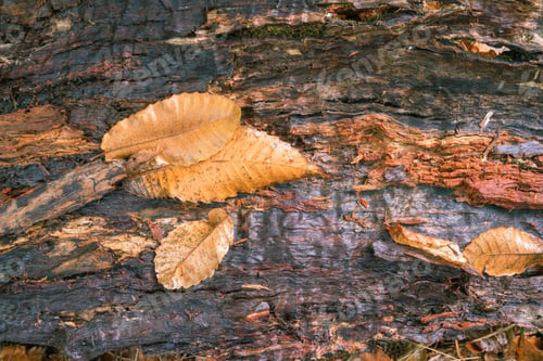 Preview: Forest background with wet wood and yellow chestnut leaves