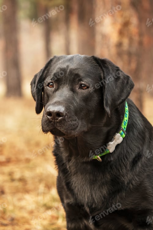 Preview: Labrador Retriever Dog breed on the field. Dog running on the green grass. Active dog outdoor.