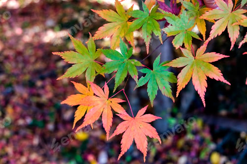 Preview: Maple leaves green to red in autumn
