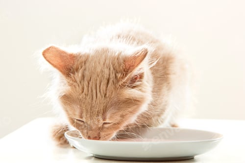 Fluffy Kitten Drinking Milk from a White Bowl