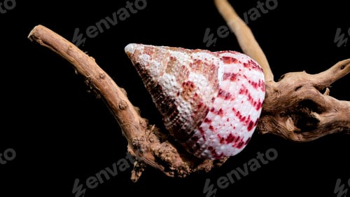 Preview: Trochus Shell on Driftwood Background