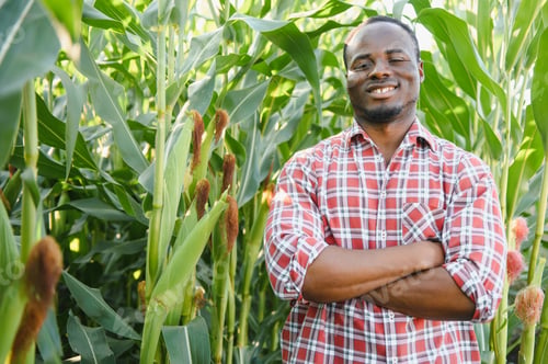 Preview: African Farmer stand in the corn plantation field