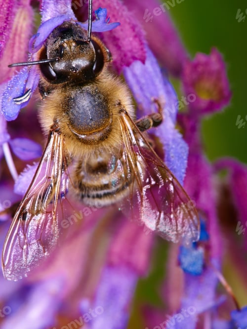 Preview: Searching for pollen