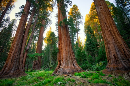 Preview: Dusk On The Forest, The Giant Forest, Sequoia National Park, California
