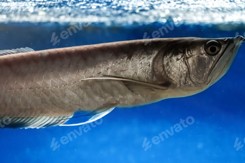 Preview: Fish swimming in sea. Underwater, wildlife