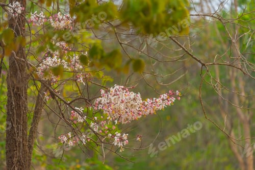 Preview: Into the forest. Nature composition.