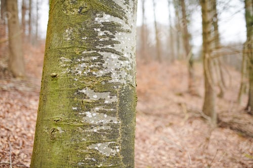 Preview: Hardwood forest - Denmark