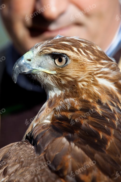 Preview: Eagle of red tail (Buteo jamaicensis) and falconer