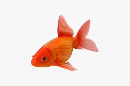 Preview: Elongated goldfish with fanned fins