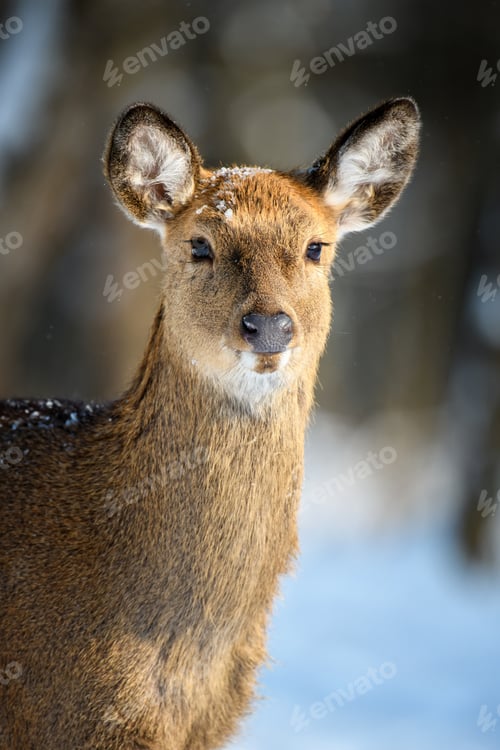 Preview: Female Roe deer portrait in the winter forest. Animal in natural habitat