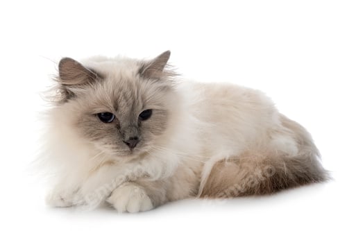 Preview: birman cat in studio