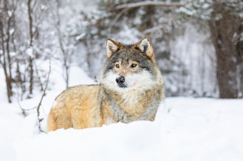 Preview: Beautiful wolf standing in the snow in beautiful winter forest