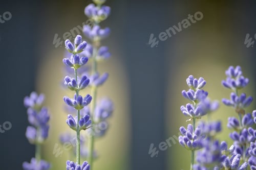 Preview: A simple stalk of purple lavender growing outside, field, garden, natural texture background, flower