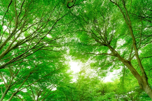 Preview: Bottom view of tree trunk to green leaves of big tree in tropical forest with sunlight. Fresh