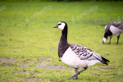Preview: Close-up of a barnacle goose (Branta leucopsis) standing in a lush grassy area