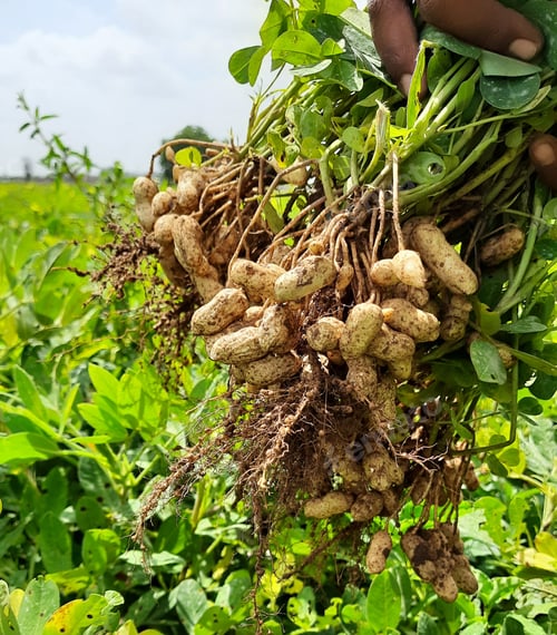 Preview: fresh peanuts plants with roots
