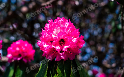 Preview: blossom Rhododron flower
