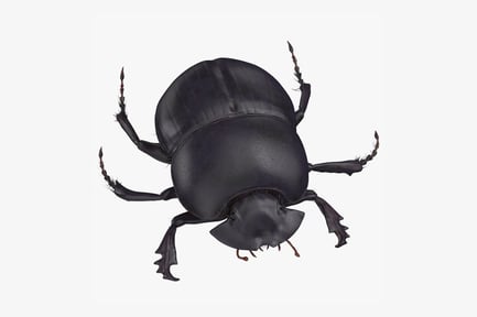 Preview: Black Scarab Beetle Carabeus Typhon