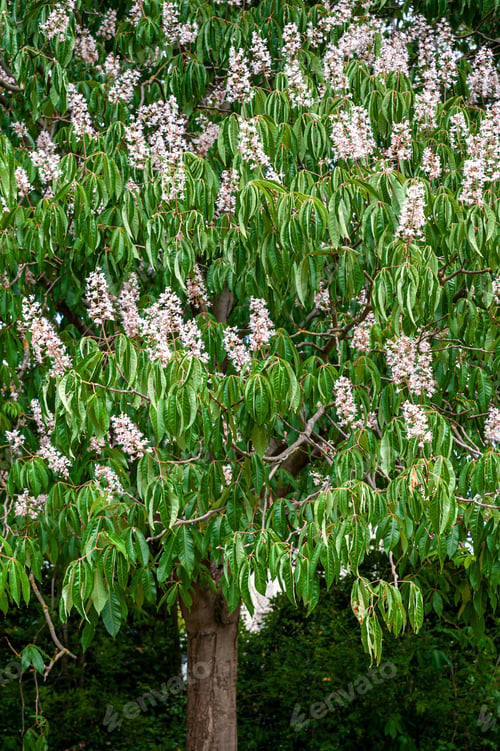 Preview: Flowering European horse-chestnut tree.