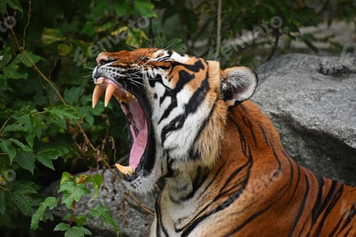 Preview: Close up front portrait of Indochinese tiger