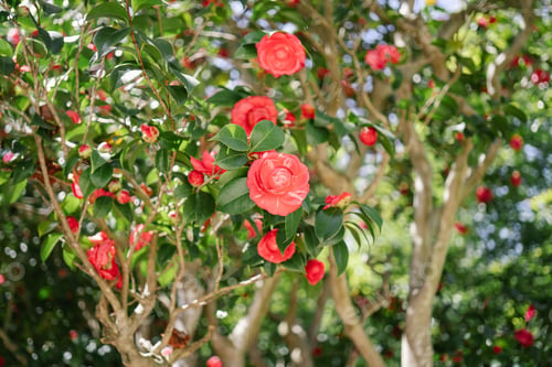 Preview: A blooming pink camellia tree in the garden.