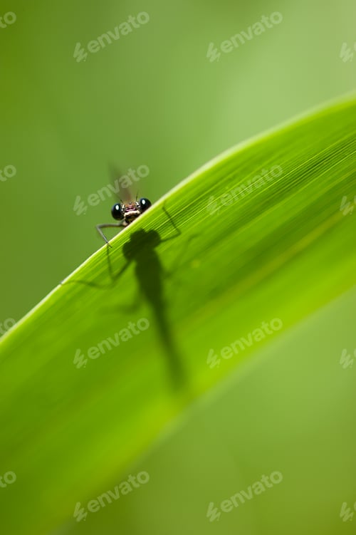 Preview: Calopterix damselfly