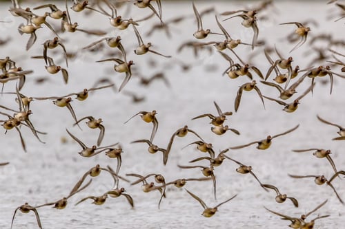Preview: Flock of migrating Eurasian teal