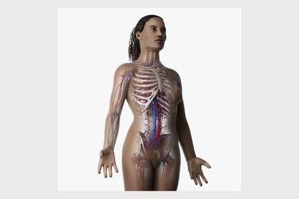 Preview: African Female: Skeletal & Vascular Anatomy