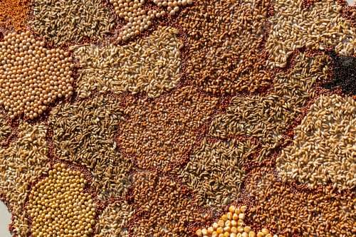 Preview: World map from different types of wheat seeds, closeup