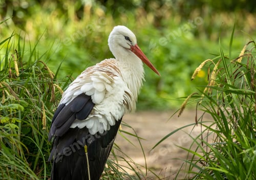 Preview: White stork (Ciconia ciconia) in its natural habitat