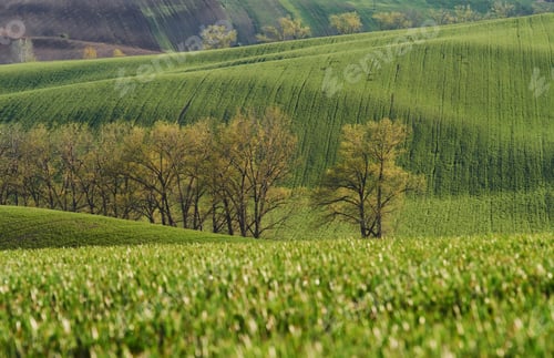 Preview: Line of fresh trees on the green agriciltural fields at daytime